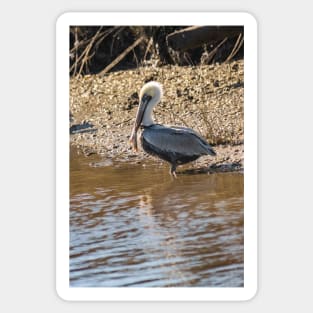 Wader bird Sticker